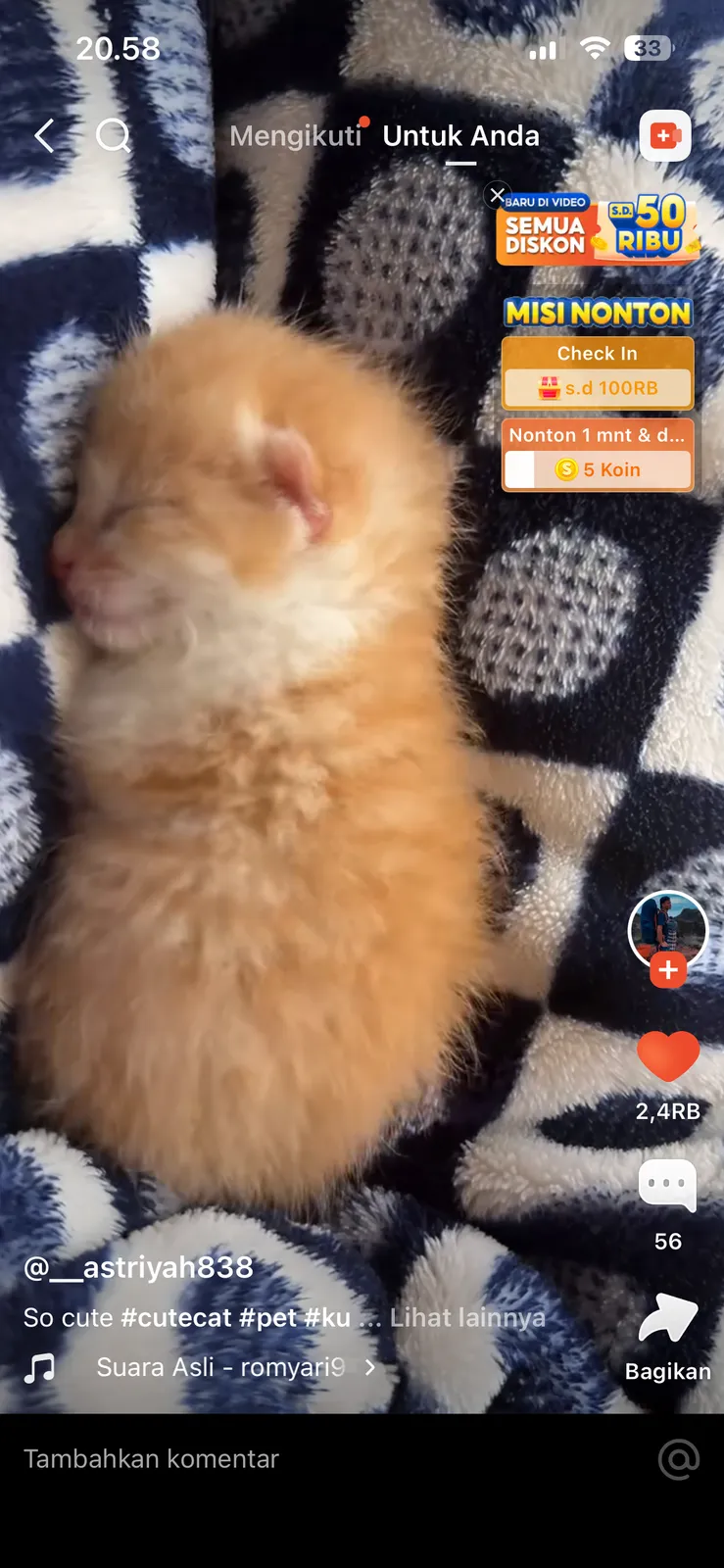 kucing oyen